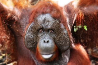 Discover the Life of Orangutans in Tanjung Puting: The Wild Heart of Borneo