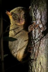 Unique Animals You Can Find Only in Tanjung Puting