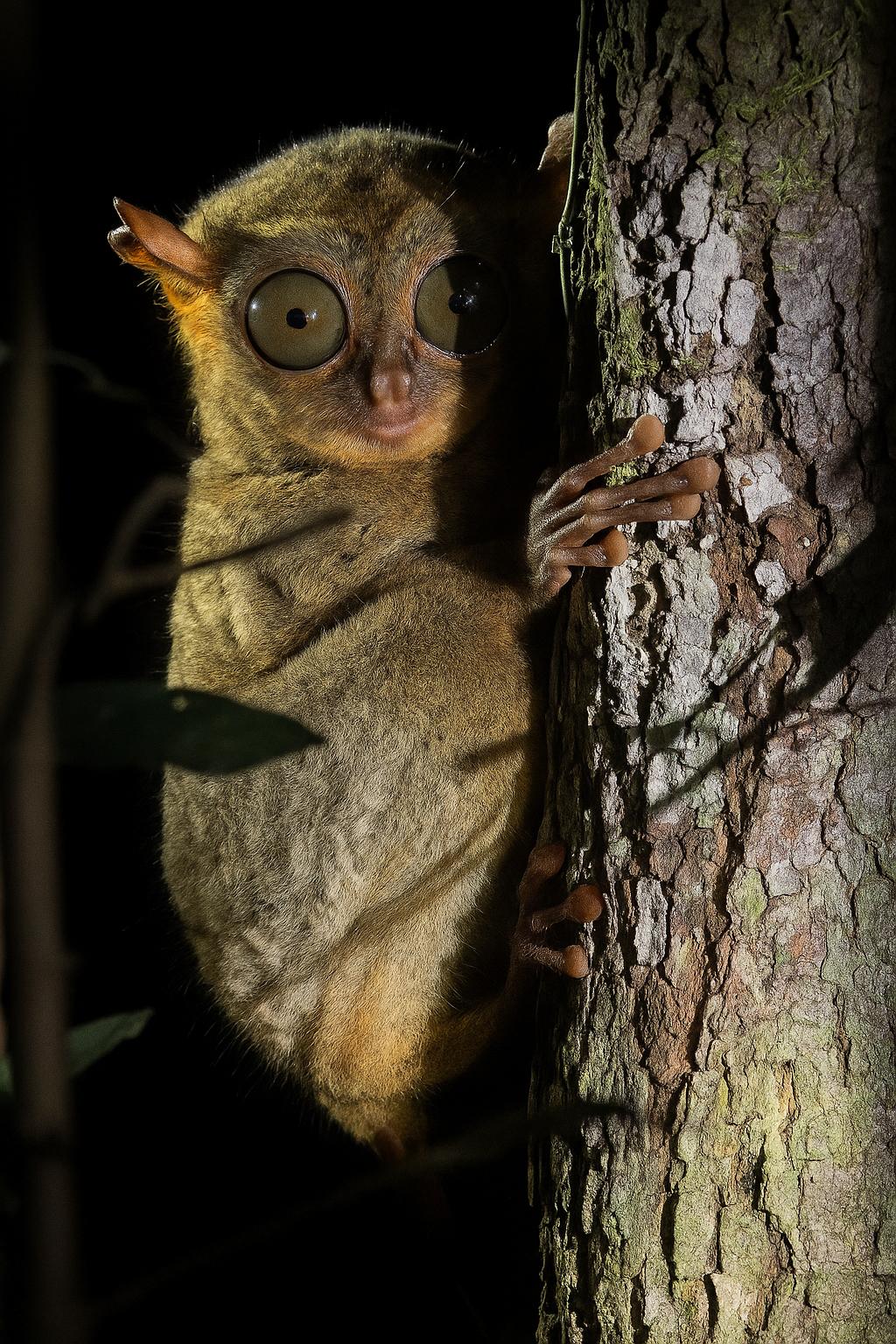 Unique Animals You Can Find Only in Tanjung Puting